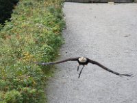 Weisskopfseeadler 132